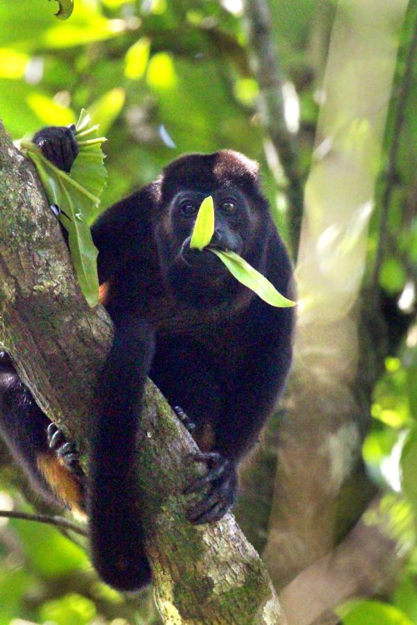 Finca La Paz - Sarapiqui Puerto Viejo de Sarapiqui エクステリア 写真