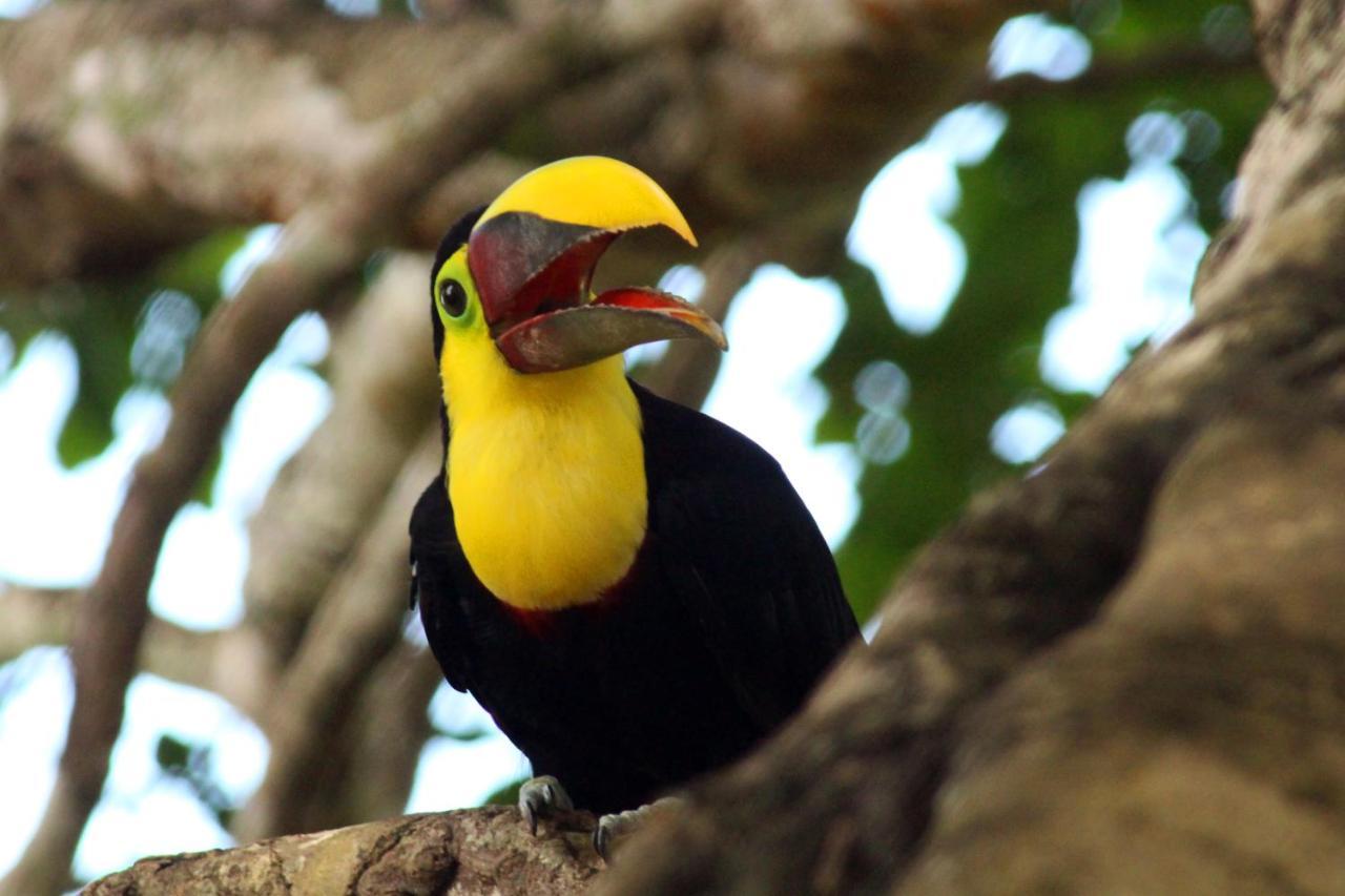 Finca La Paz - Sarapiqui Puerto Viejo de Sarapiqui エクステリア 写真
